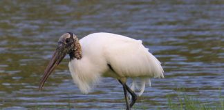 Barza de pădure (Mycteria americana), o pasăre solitară