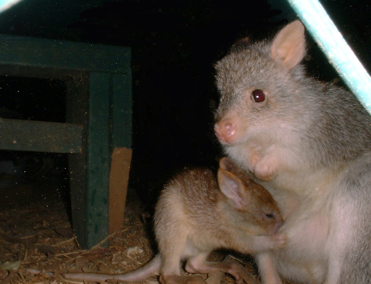 Bettong arămiu