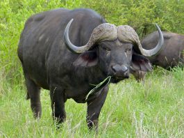 Bivolul african (Syncerus caffer), cel mai puternic bivol din lume