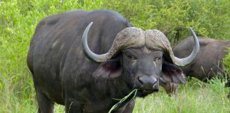 Bivolul african (Syncerus caffer), cel mai puternic bivol din lume