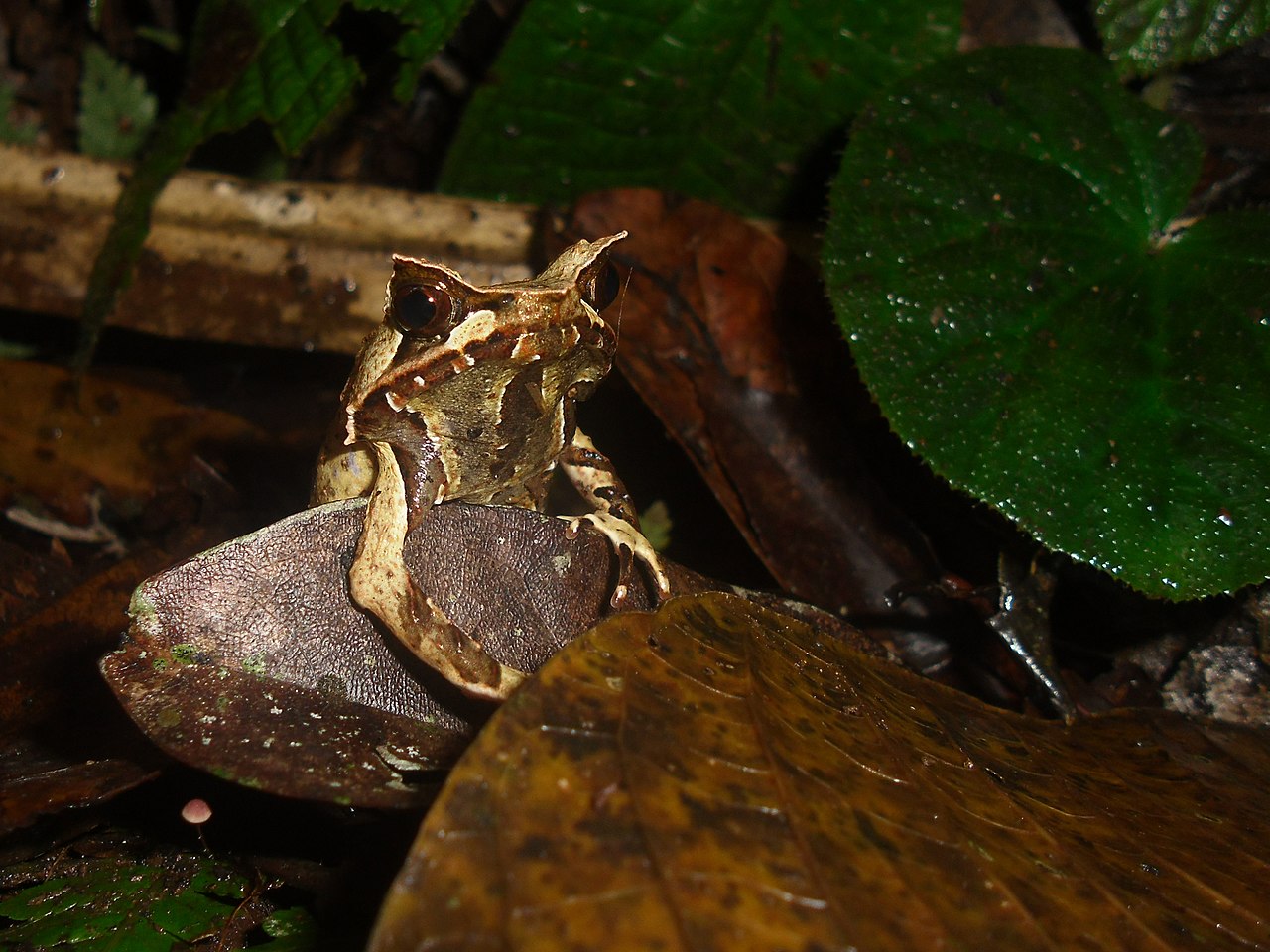 Broasca cu corn asiatică (Megophrys montana), un amfibian cu cel mai eficient camuflaj din lume