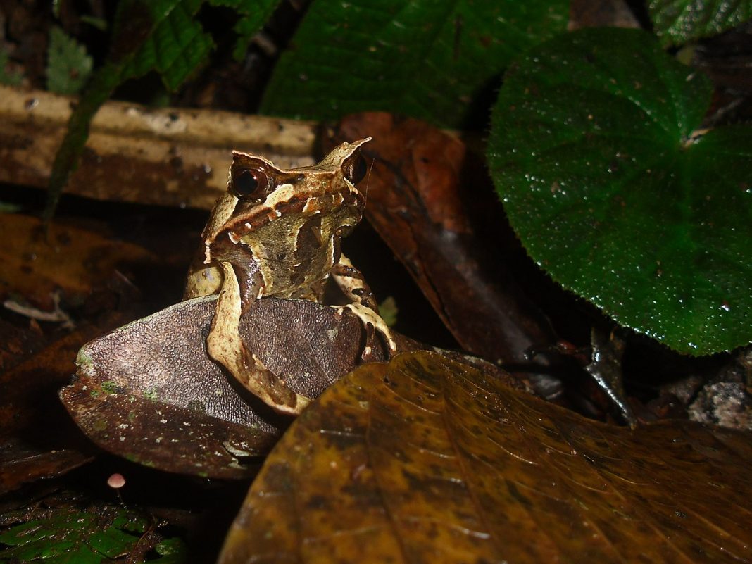 Broasca cu corn asiatică (Megophrys montana), un amfibian cu cel mai eficient camuflaj din lume