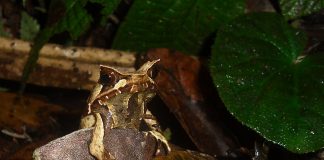 Broasca cu corn asiatică (Megophrys montana), un amfibian cu cel mai eficient camuflaj din lume