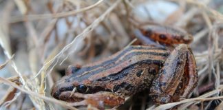 Broasca cu dungi maro (Lymnodynastes peronii), află totul despre acest amfibian