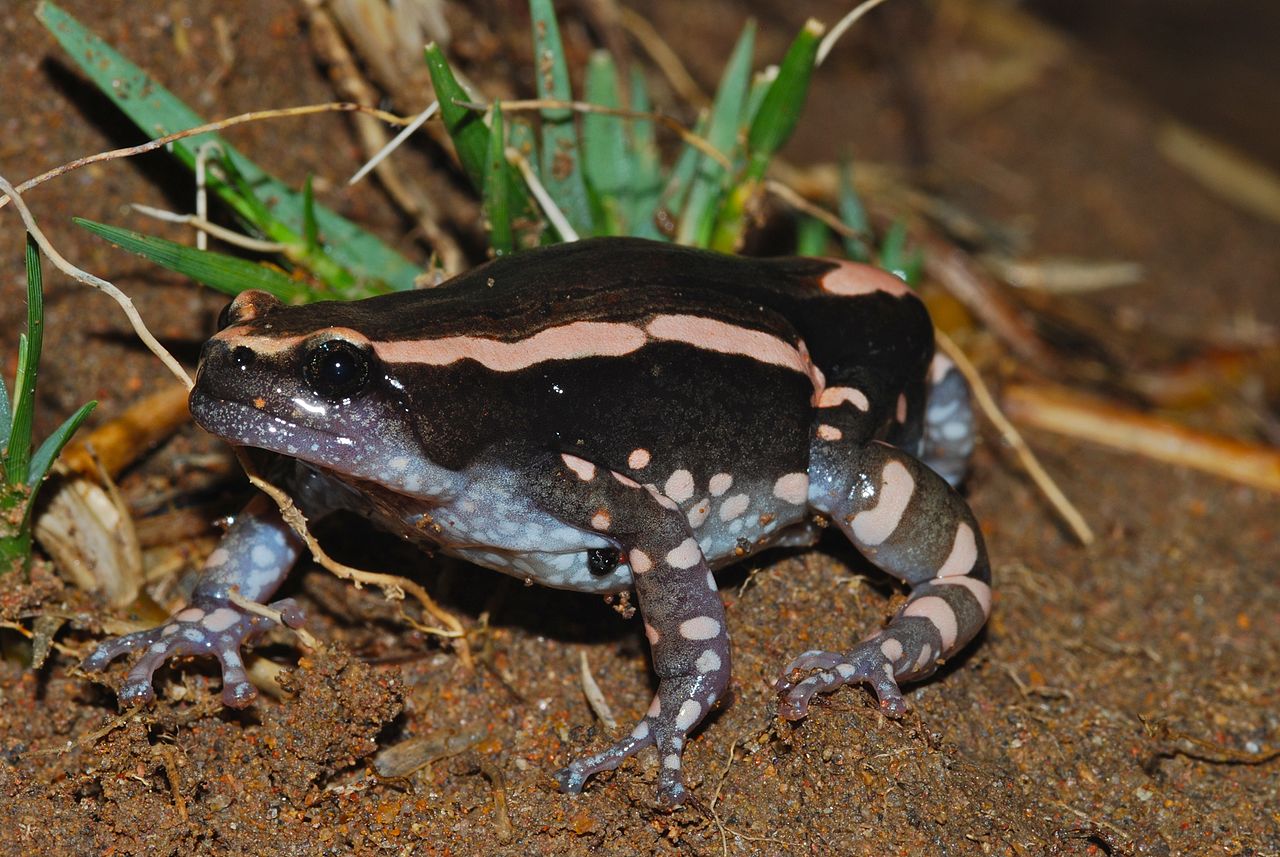 Broasca de cauciuc vărgată (Phrynomantis bifasciatus)