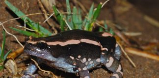 Broasca de cauciuc vărgată (Phrynomantis bifasciatus)