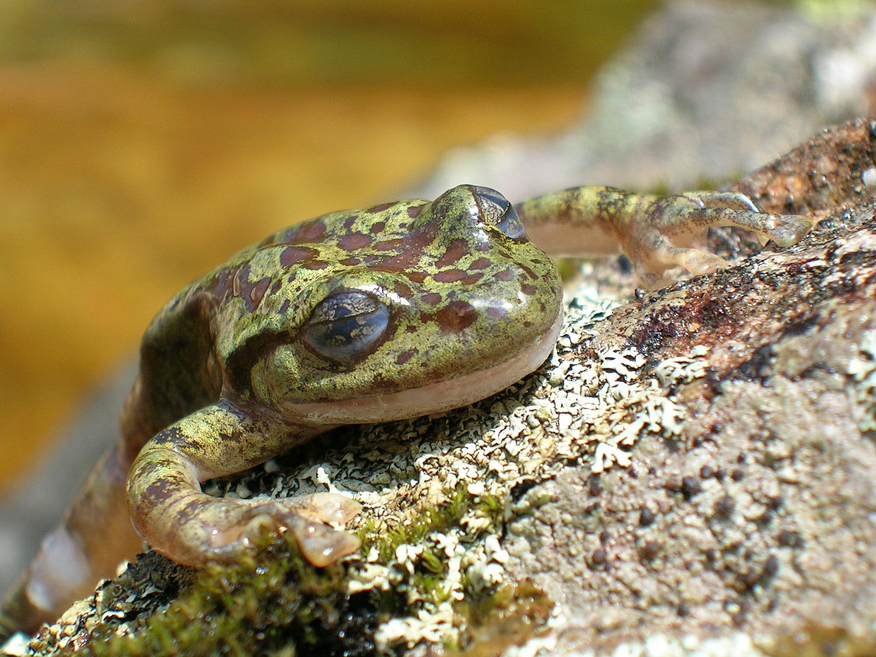 Broasca-fantomă (Heleophryne purcelli) are habitatul exclusiv acvatic