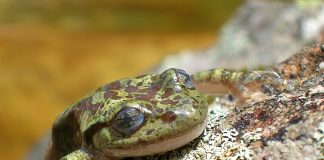 Broasca-fantomă (Heleophryne purcelli) are habitatul exclusiv acvatic