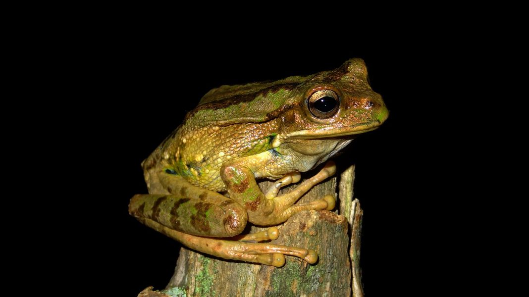 Broasca marsupială de munte (Gastrotheca monticola), o specie exclusiv terestră