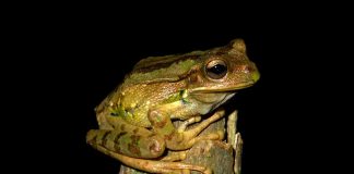 Broasca marsupială de munte (Gastrotheca monticola), o specie exclusiv terestră
