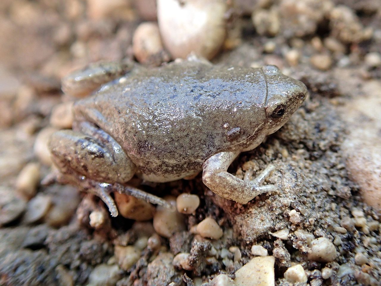 Broasca râioasă din Marea Prerie (Gastrophryne olivacea)