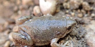 Broasca râioasă din Marea Prerie (Gastrophryne olivacea)