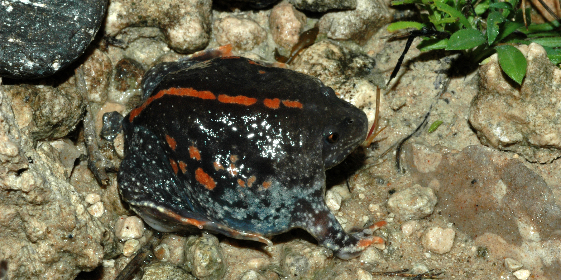 Broasca săpătoare mexicană (Rhinophrynus dorsalis)