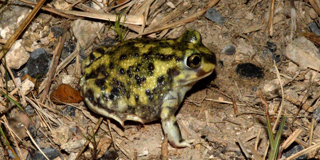 Broasca săpătoare (Scaphiopus couchii) din America de Nord, cea mai rezistentă specie de acest gen la secetă