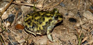 Broasca săpătoare (Scaphiopus couchii) din America de Nord, cea mai rezistentă specie de acest gen la secetă