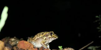 Broaște râioase - Broasca uriașă (Cyclorana australis)