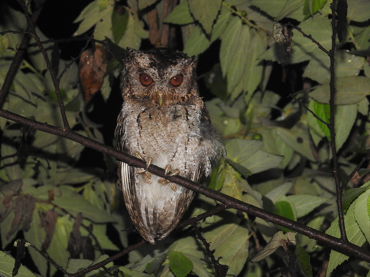 Bufnițe din Asia - Ciușul (Otus lempiji), o specie de dimensiuni mici