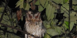 Bufnițe din Asia - Ciușul (Otus lempiji), o specie de dimensiuni mici