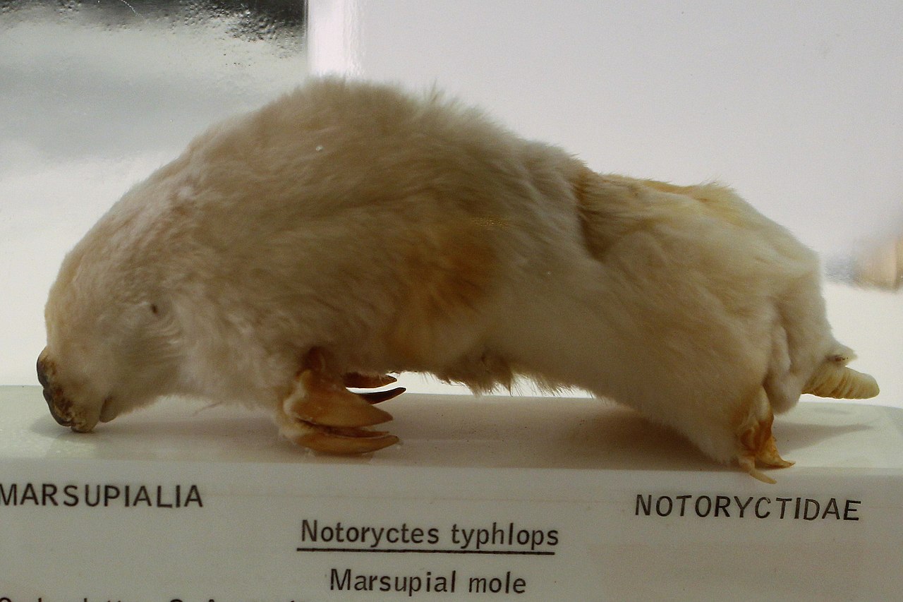 Cârtița cu pungă (Notoryctes typhlops), un săpător de nisip australian