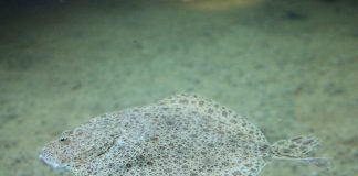Calcanul (Scophthalmus maximus), cea mai turtită specie de pești plați