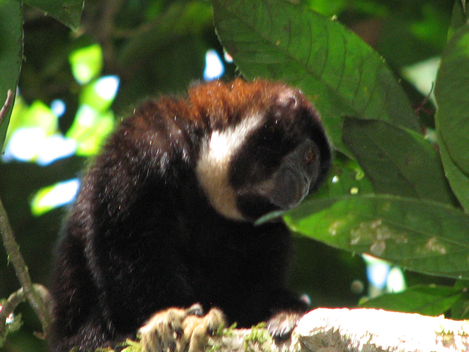 Callicebus torquatus, Foto: thomasdefler.com