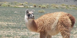 Camelide - Vicunia (Vicugna vicugna) din regiunile montane ale Anzilor