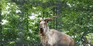 Capra himalayana (Capra falconeri), vezi video