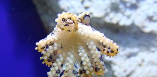 Caracatița cu inele albastre (Hapalochlaena lunulata), trăiește în recifele de corali