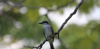 Cea mai iubită pasăre din America - Sturzul zeflemitor nordic (Mimus polyglottos)