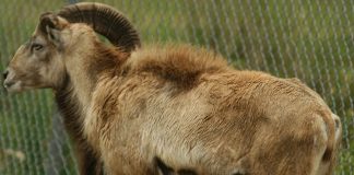 Cea mai mare oaie sălbatică - Argalul (Ovis ammon)