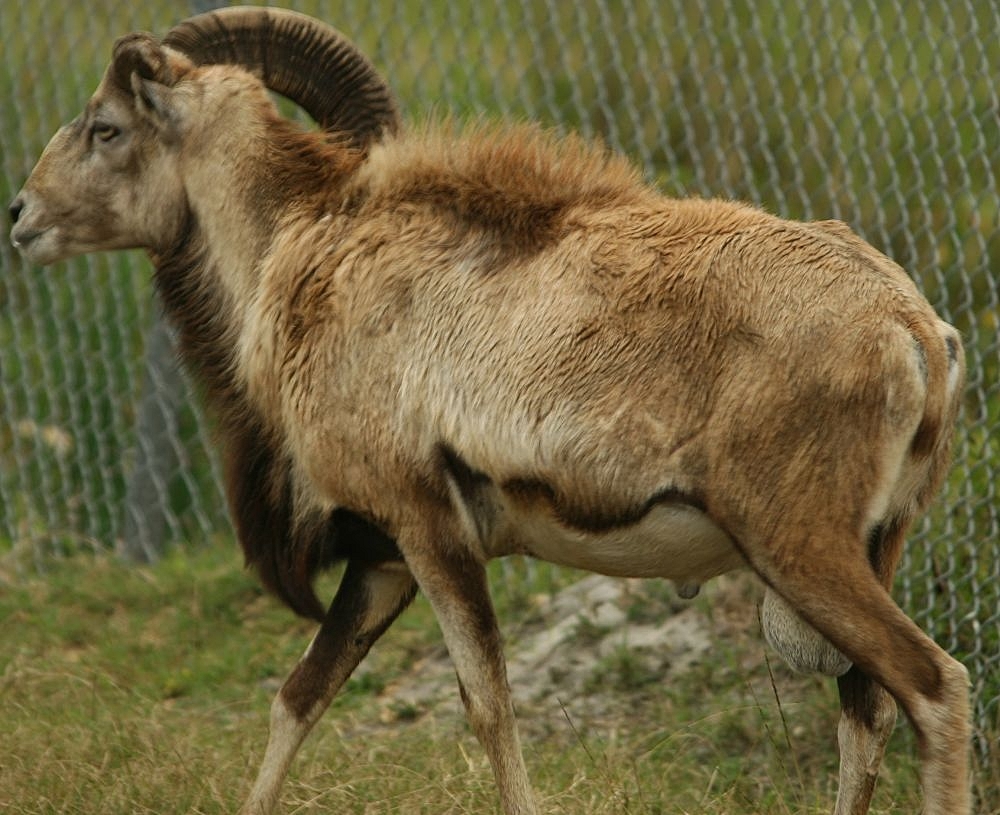 Cea mai mare oaie sălbatică - Argalul (Ovis ammon)