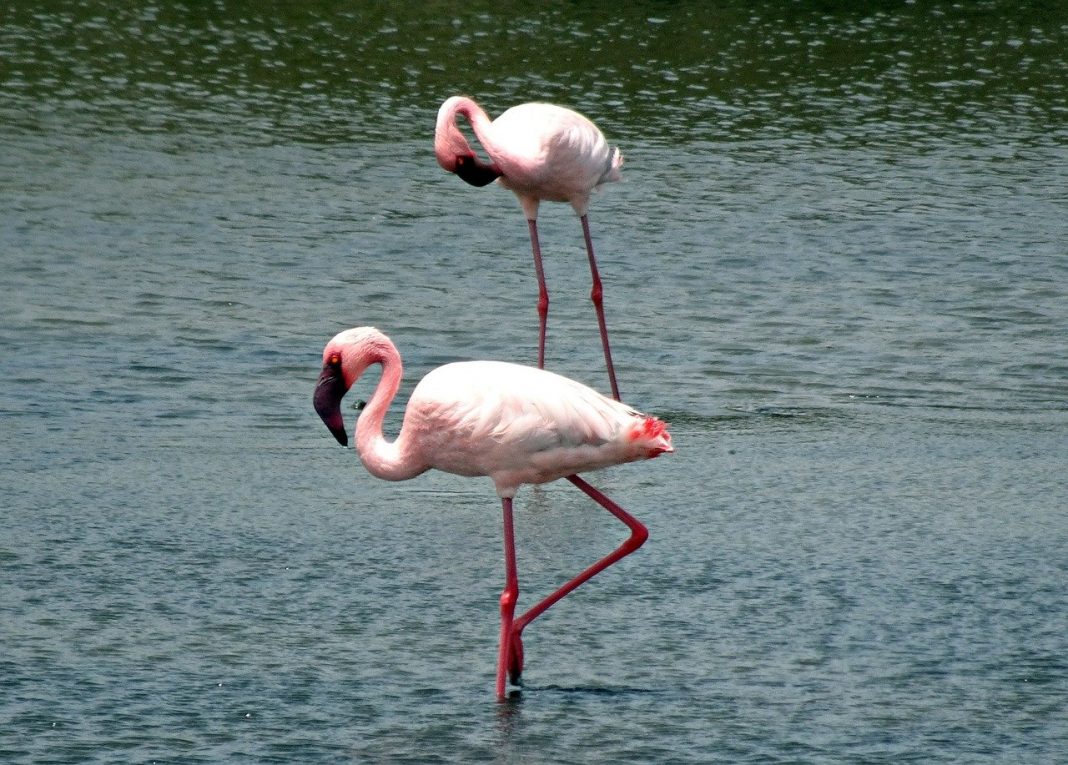 Cea mai mică pasăre flamingo din lume - Flamingul pitic (Phoeniconaias minor)