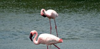 Cea mai mică pasăre flamingo din lume - Flamingul pitic (Phoeniconaias minor)
