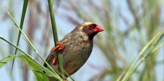 Cea mai răspândită pasăre din lume - Quelea cu cioc roțu (Quelea quelea)
