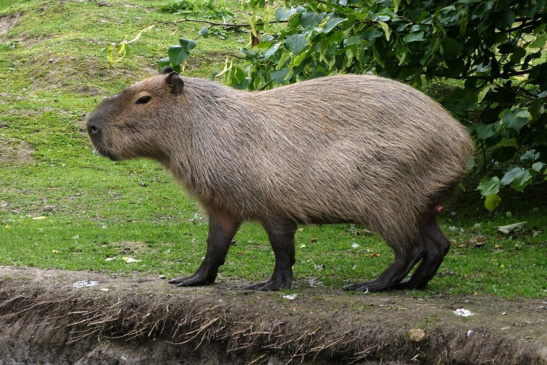 Cel mai mare rozător din lume - Capibara (Hydrochoerus hydrochaeris)
