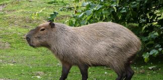 Cel mai mare rozător din lume - Capibara (Hydrochoerus hydrochaeris)