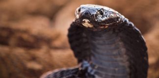 Cel mai mare șarpe veninos din Africa - Cobra egipteană (Naja haje)