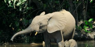 Cel mai mic elefant din Africa - Elefantul african de pădure (Loxodonta cyclotis)