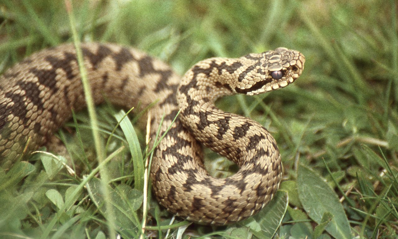 Vipera neagră – cel mai răspândit șarpe veninos din Europa