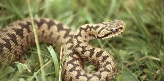 Cel mai răspândit șarpe veninos în Europa - Vipera neagră (Vipera berus)