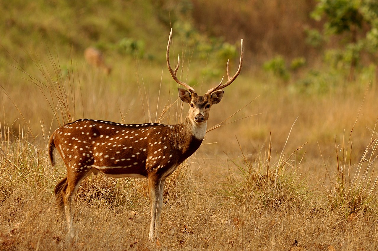 Cerbul axis (Axis axis) comun în India, mamifere care trăiesc în pădurile tropicale