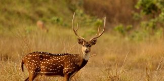 Cerbul axis (Axis axis) comun în India, mamifere care trăiesc în pădurile tropicale