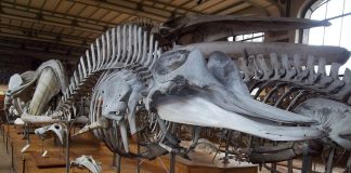 Cetacee - Balena nordică cu nas gros (Hyperoodon ampullatus)