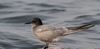 Čorík čierny (Chlidonias niger)_a