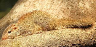 Chitcanul de copac indian (Anathana ellioti), vezi unde trăiește acest mamifer