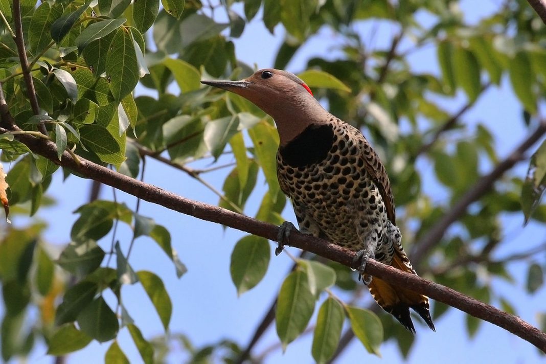 Ciocănitoarea aurie (Colaptes auratus), pasăre întâlnită la altitudini mai mari de 1600 m