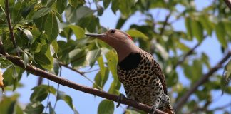 Ciocănitoarea aurie (Colaptes auratus), pasăre întâlnită la altitudini mai mari de 1600 m