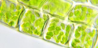 Clorofila sub microscop