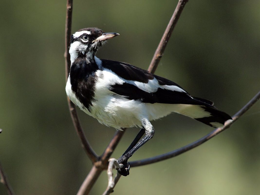 Grallina cyanoleuca