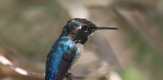 Colibriul-albină (Mellisuga helenae), cea mai mică pasăre din lume